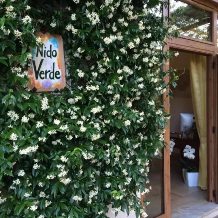 Nido Verde